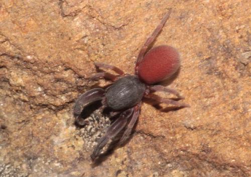 Palpimanus gibbulus